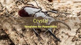  Presentation with wooden - Theme having male-stag-beetle background and a tawny brown colored foreground