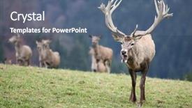  Presentation with deer - Theme featuring male stag deer background and a ocean colored foreground