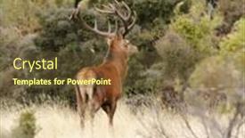  Presentation with deer - PPT layouts enhanced with male stag red deer cervus background and a tawny brown colored foreground