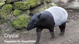  Presentation with trail - Presentation design with male tapir runs along background and a gray colored foreground