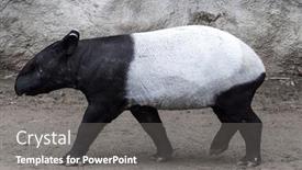  Presentation with trail - PPT theme having jungle portrait african grey - male tapir runs along background and a gray colored foreground