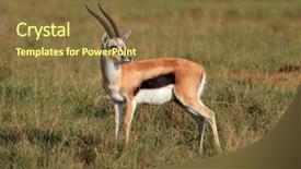  Presentation with kenya - Theme featuring male thomsons gazelle eudorcas thomsonii background and a tawny brown colored foreground