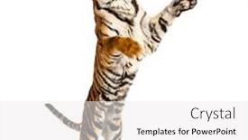  Presentation with tiger - PPT theme enhanced with male-tiger-jumping-big-cat background and a white colored foreground