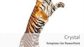  Presentation with tiger - Cool new slide deck with male-tiger-jumping-big-cat backdrop and a white colored foreground