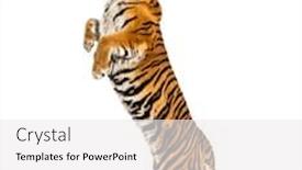  Presentation with tiger - Beautiful PPT theme featuring male-tiger-jumping-big-cat backdrop and a white colored foreground