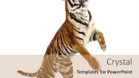  Presentation with tiger - Presentation theme consisting of male-tiger-jumping-big-cat background and a coral colored foreground