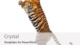  Presentation with tiger - Cool new slides with male-tiger-jumping-big-cat backdrop and a white colored foreground