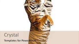  Presentation with tiger - Beautiful presentation theme featuring male-tiger-on-hind-legs backdrop and a gold colored foreground
