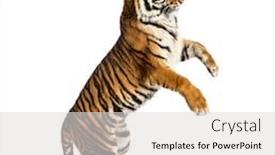  Presentation with tiger - Cool new slide deck with male-tiger-on-hind-legs backdrop and a light gray colored foreground