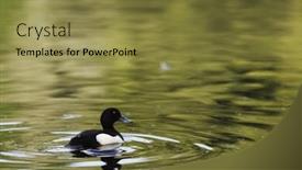  Presentation with maroon bells and maroon lake - Beautiful slides featuring male tufted duck swimming in a lake backdrop and a gold colored foreground