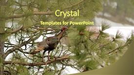  Presentation with tree templaze - Presentation theme featuring roost - male turkey roosting background and a tawny brown colored foreground