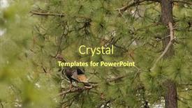  Presentation with turkey - Audience pleasing slides consisting of roost - male turkey roosting backdrop and a tawny brown colored foreground