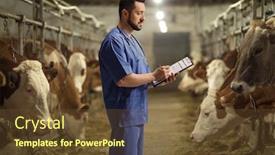  Presentation with cow - Amazing slide set having male-veterinarian-in-a-blue backdrop and a tawny brown colored foreground