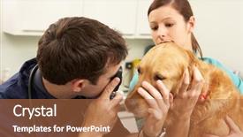  Presentation with veterinary - Colorful PPT theme enhanced with male veterinary surgeon examining dog backdrop and a coral colored foreground