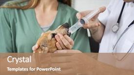  Presentation with male nurse - Amazing PPT layouts having male vet's hands feeding backdrop and a coral colored foreground