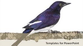  Presentation with branch - Presentation having male-violet-backed-starling background and a mint green colored foreground