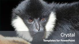  Presentation with gibbon - Beautiful PPT theme featuring male white cheeked gibbon backdrop and a gray colored foreground