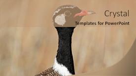  Presentation with kalahari - Beautiful PPT layouts featuring male-white-quilled-bustard-afrotis backdrop and a coral colored foreground