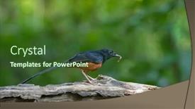  Presentation with passerine - Amazing presentation theme having male-white-rumped-shama-passerine backdrop and a tawny brown colored foreground