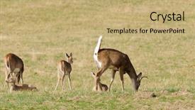  Presentation with whitetail deer - Presentation theme featuring male whitetail deer odocoilus virginianus background and a coral colored foreground
