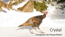  Presentation with turkey - Amazing theme having male-wild-turkey-meleagris-gallopavo backdrop and a lemonade colored foreground