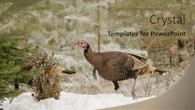  Presentation with forest winter - Presentation theme consisting of male wild turkey slipping into the forest during winter background and a coral colored foreground