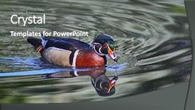  Presentation with ripples - Colorful slide deck enhanced with male wood duck swimming in a pond with a beautiful reflection and ripples around him toned with a vintage retro instagram filter effect app or action backdrop and a gray colored foreground