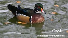  Presentation with duck - Audience pleasing slides consisting of male wood duck backdrop and a gray colored foreground