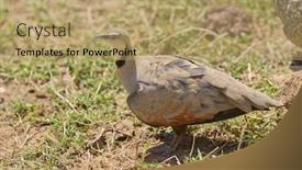  Presentation with yellow - Colorful PPT theme enhanced with male-yellow-throated-sandgrouse-pterocles backdrop and a coral colored foreground