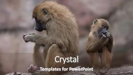  Presentation with newborn baby - Slides enhanced with mali - guinea baboon papio papio female background and a tawny brown colored foreground
