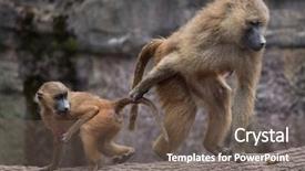  Presentation with newborn baby - PPT theme having mali - guinea baboon papio papio female background and a gray colored foreground