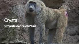  Presentation with olive - Colorful PPT theme enhanced with mali - olive baboon papio anubis also backdrop and a dark gray colored foreground