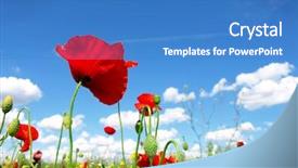  Presentation with wild flower in field of daisies - Colorful PPT theme enhanced with mali - red poppy and wild flowers backdrop and a  colored foreground
