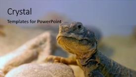  Presentation with mali empire - Amazing slide set having mali uromastyx uromastyx malinensis lizard backdrop and a  colored foreground