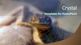  Presentation with rock - Amazing presentation design having mali uromastyx uromastyx malinensis lizard backdrop and a ocean colored foreground
