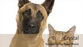  Presentation with cat dog - PPT theme having malinois - close-up of a cat background and a coral colored foreground