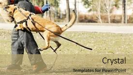  Presentation with motion - Presentation consisting of malinois - training of working dog outdoors background and a coral colored foreground