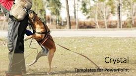  Presentation with dog training class - Slide set having malinois - training of working dog outdoors background and a  colored foreground