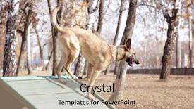  Presentation with training - PPT theme featuring malinois - training of working dog outdoors background and a  colored foreground