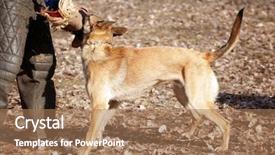  Presentation with training - Amazing slide set having malinois - training of working dog outdoors backdrop and a coral colored foreground