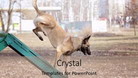  Presentation with training - Audience pleasing slide deck consisting of malinois - training of working dog outdoors backdrop and a  colored foreground