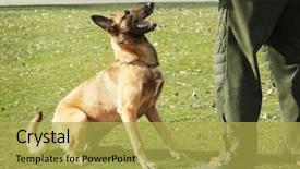  Presentation with training - Beautiful slide set featuring malinois - training of working dog outdoors backdrop and a yellow colored foreground
