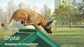  Presentation with dog training class - Slide set having malinois - training of working dog outdoors background and a ocean colored foreground