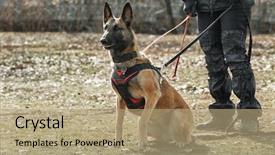  Presentation with training - Beautiful presentation theme featuring malinois - training of working dog outdoors backdrop and a coral colored foreground