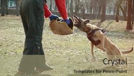  Presentation with training - Presentation featuring malinois - training of working dog outdoors background and a mint green colored foreground