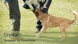  Presentation with dog training class - Beautiful presentation featuring malinois - training of working dog outdoors backdrop and a mint green colored foreground