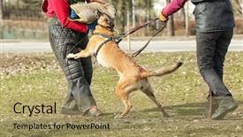  Presentation with training - Slides with malinois - training of working dog outdoors background and a coral colored foreground