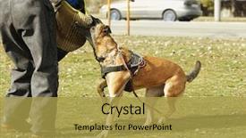  Presentation with dog training class - Audience pleasing presentation consisting of malinois - training of working dog outdoors backdrop and a yellow colored foreground