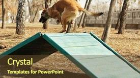  Presentation with training - Amazing theme having malinois - training of working dog outdoors backdrop and a  colored foreground