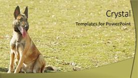  Presentation with dog training class - Colorful PPT layouts enhanced with malinois - training of working dog outdoors backdrop and a  colored foreground